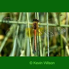 Attēlu rezultāti vaicājumam “Sympetrum flaveolum”