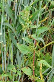 Attēlu rezultāti vaicājumam “Chenopodium polyspermum leaf”