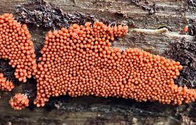 Attēlu rezultāti vaicājumam “Heterotrichia ferruginea (syn. Arcyria ferruginea)”