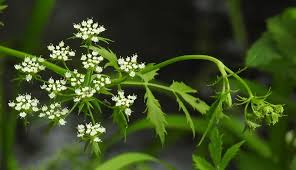 Attēlu rezultāti vaicājumam “Berula erecta leaf”