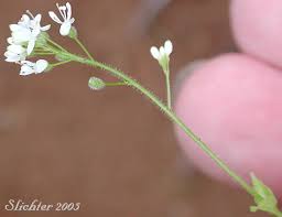 Attēlu rezultāti vaicājumam “Circaea alpina flower”