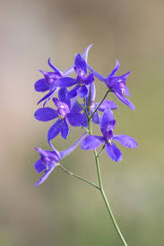 Attēlu rezultāti vaicājumam “Consolida regalis bud”