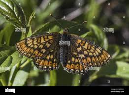 Attēlu rezultāti vaicājumam “Euphydrias aurinia”