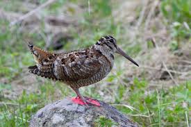 Attēlu rezultāti vaicājumam “Scolopax rusticola”