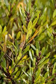 Attēlu rezultāti vaicājumam “Myrica gale fruit”