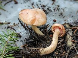 Attēlu rezultāti vaicājumam “Hygroamblystegium humile sporophyte”