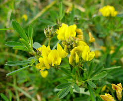 Attēlu rezultāti vaicājumam “Oenothera rubricauli”