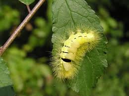 Attēlu rezultāti vaicājumam “Calliteara pudibunda larva”