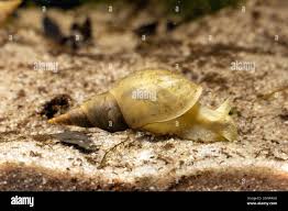 Attēlu rezultāti vaicājumam “Lymnaea stagnalis”