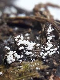 Attēlu rezultāti vaicājumam “Henningsomyces candidus”