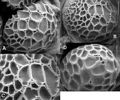 Attēlu rezultāti vaicājumam “Badhamiopsis macrospora spores”