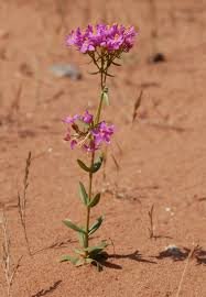 Image result for Centaurium erythraea