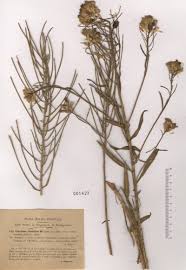 Attēlu rezultāti vaicājumam “Erysimum hieracifolium”