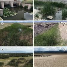 Attēlu rezultāti vaicājumam “Didymium tussilaginis spores”