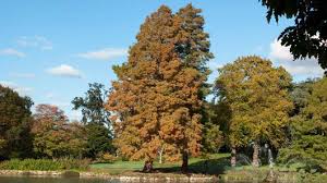 Attēlu rezultāti vaicājumam “Taxodium distichum”