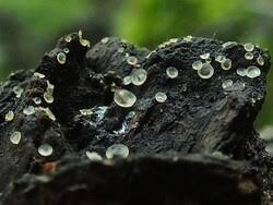 Attēlu rezultāti vaicājumam “Hyalorbilia inflatula”