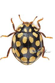 Attēlu rezultāti vaicājumam “Sospita vigintiguttata”