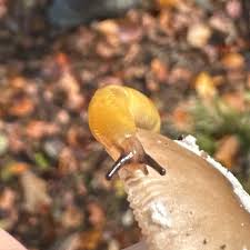 Attēlu rezultāti vaicājumam “Malacolimax tenellus”