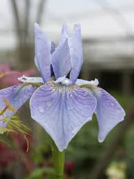 Attēlu rezultāti vaicājumam “Iris sibirica flower”