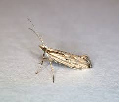 Attēlu rezultāti vaicājumam “Orthotaenia undulana”