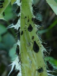 Attēlu rezultāti vaicājumam “Uroleucon cirsii”