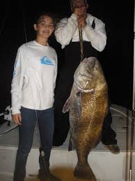 Image result for Pogonias cromis