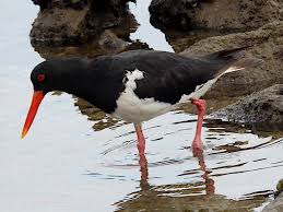 Attēlu rezultāti vaicājumam “Haematopus ostralegus adult”