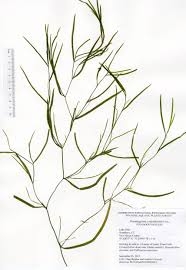 Attēlu rezultāti vaicājumam “Potamogeton compressus”