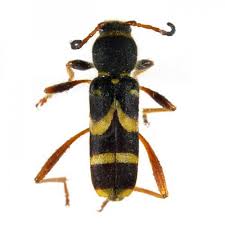 Attēlu rezultāti vaicājumam “Clytus arietis”