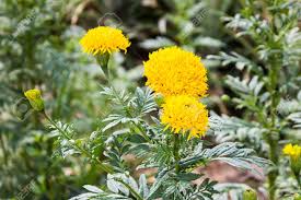 Attēlu rezultāti vaicājumam “Tagetes leaf”