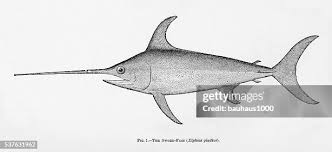 Image result for Xiphias gladius