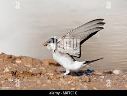 Attēlu rezultāti vaicājumam “Delichon urbicum adult”