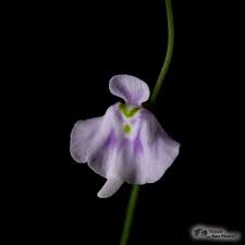 Attēlu rezultāti vaicājumam “Utricularia intermedia flower”