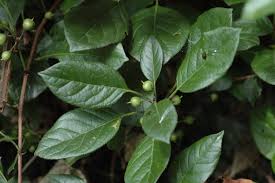 Attēlu rezultāti vaicājumam “Celastrus flagellaris”