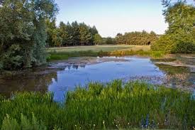 Image result for The Millbrook Golf Club , Bedfordshire