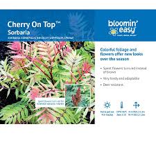 Attēlu rezultāti vaicājumam “Sorbaria sorbifolia fruit”