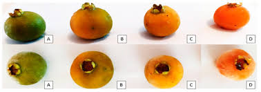 Attēlu rezultāti vaicājumam “Saxifraga cymbalaria fruit”