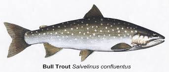Image result for Salvelinus confluentus