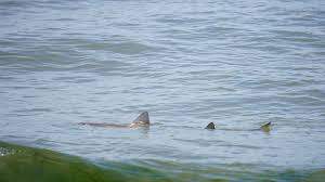 Image result for Mustelus asterias