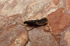 Attēlu rezultāti vaicājumam “Monopis weaverella”