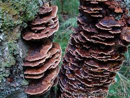 Attēlu rezultāti vaicājumam “Inonotus radiatus”