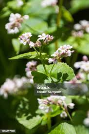 Attēlu rezultāti vaicājumam “Fagopyrum esculentum flower”