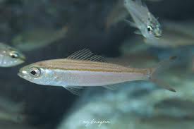 「タカスギ・サブロウタ」の画像検索結果