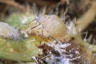 Attēlu rezultāti vaicājumam “Thecabius affinis”