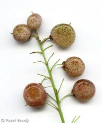 Attēlu rezultāti vaicājumam “Maianthemum bifolium”