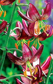 Image result for Lilium martagon `Arabian Night`