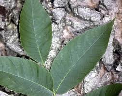 Attēlu rezultāti vaicājumam “Juglans cinerea flower”