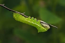 Attēlu rezultāti vaicājumam “Amphipyra”