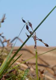 Attēlu rezultāti vaicājumam “Luzula pilosa bud”