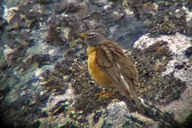 Image result for Turdus obscurus